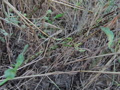 Puccinia chondrillina