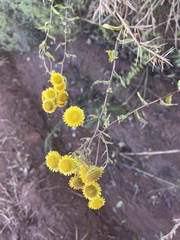 Helichrysum setosum
