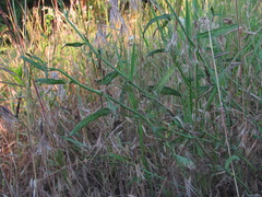 Puccinia chondrillina