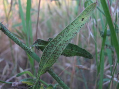 Puccinia chondrillina