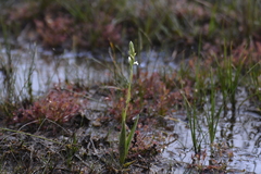 Spiranthes aestivalis