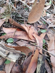 Cyrtostylis reniformis