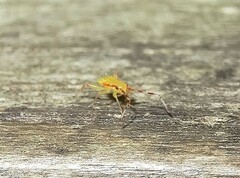 Campyloneura virgula