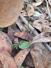 Cyrtostylis reniformis