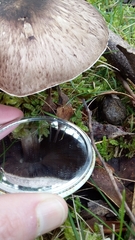 Agaricus austrovinaceus