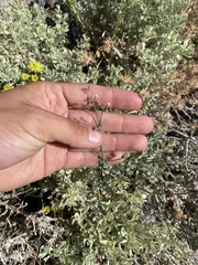 Galium hilendiae carneum