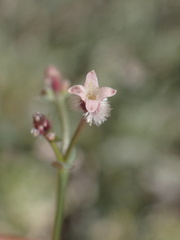 Galium hilendiae carneum