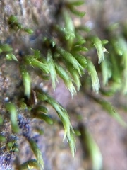 Eccremidium arcuatum