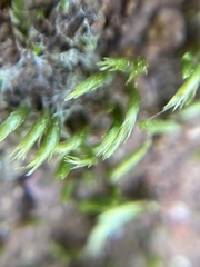 Eccremidium arcuatum