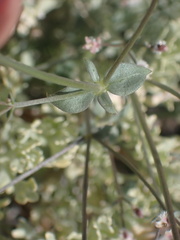 Galium hilendiae carneum