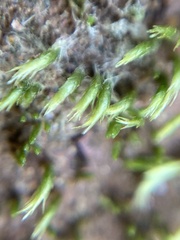 Eccremidium arcuatum