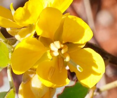 Senna artemisioides helmsii