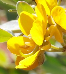 Senna artemisioides helmsii