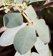 Senna artemisioides helmsii