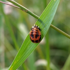 Harmonia axyridis