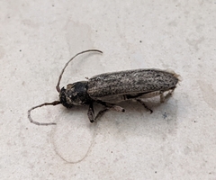 Trichoferus