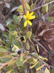 Osteospermum moniliferum septentrionale
