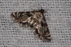 Petrophila canadensis