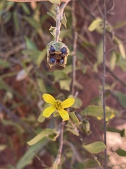 Osteospermum moniliferum septentrionale