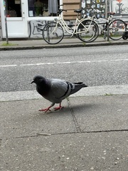 Columba livia domestica
