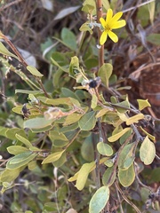 Osteospermum moniliferum septentrionale