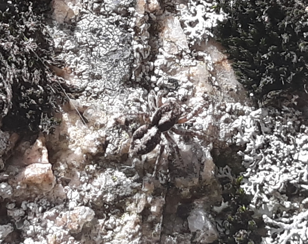 Attulus finschi