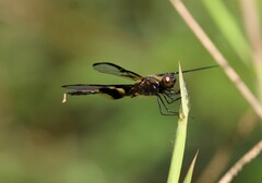 Rhyothemis phyllis