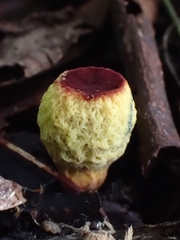 Gymnogaster boletoides