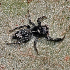 Ocrisiona melancholica