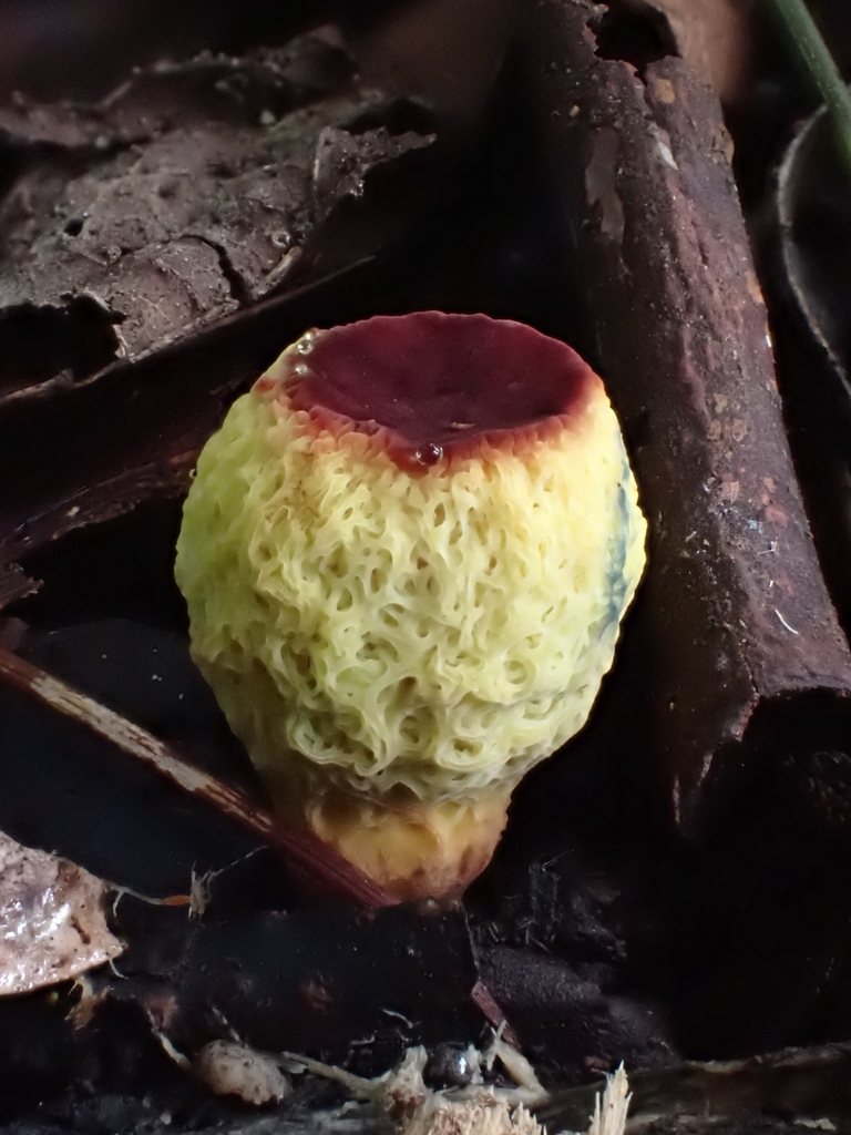 Gymnogaster