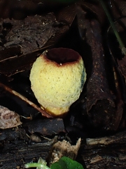 Gymnogaster boletoides