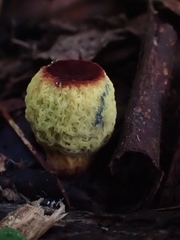 Gymnogaster boletoides