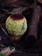 Gymnogaster boletoides