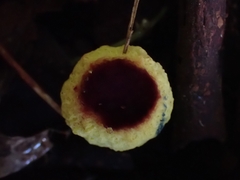 Gymnogaster boletoides