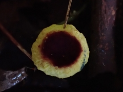 Gymnogaster boletoides