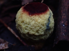 Gymnogaster boletoides