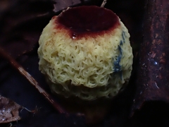 Gymnogaster boletoides