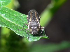 Agrilus bilineatus