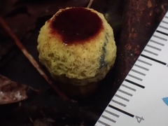 Gymnogaster boletoides