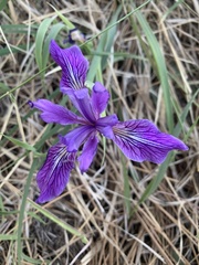 Iris hartwegii australis