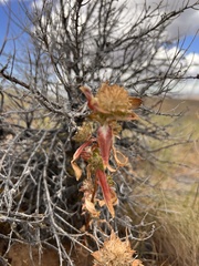 Collomia grandiflora