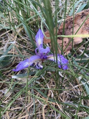 Iris hartwegii australis