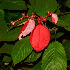 Mussaenda erythrophylla