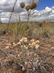 Collomia grandiflora