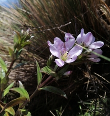 Gentianella foliosa
