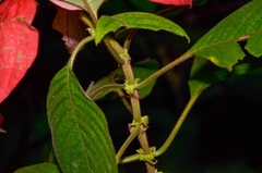 Mussaenda erythrophylla