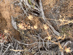 Collomia grandiflora