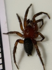 Gnaphosa sericata