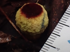 Gymnogaster boletoides