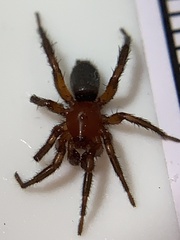 Gnaphosa sericata